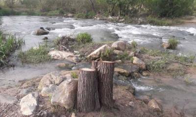 Title: More Than 30 Pine Trees Cut Down: Traders Warned Against Purchasing
