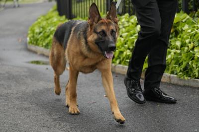 South Korea Seeks to Ban Dog Meat Consumption