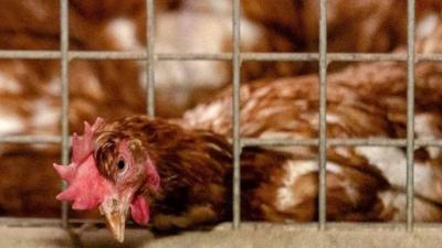 France Launches First European Tender for Bird Flu Vaccines
