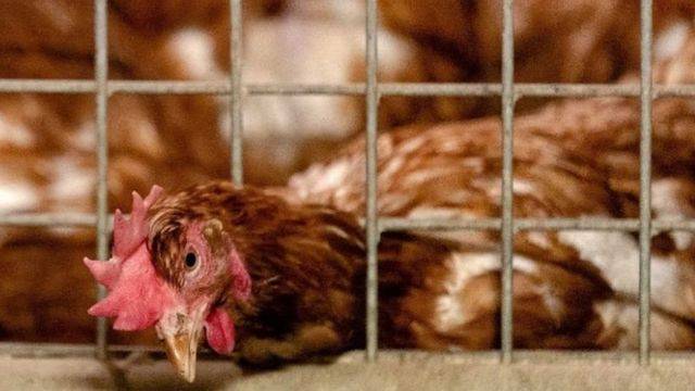 France Launches First European Tender for Bird Flu Vaccines