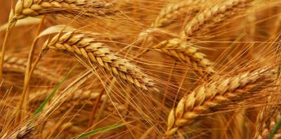 Arrival of a Ship Loaded with Wheat at Sidon Port for the First Time
