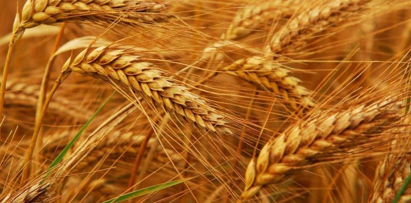 Arrival of a Ship Loaded with Wheat at Sidon Port for the First Time