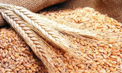 Difficulties in Wheat Payments in Egypt Due to Hard Currency Shortages