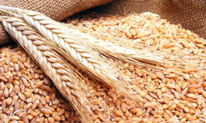 Difficulties in Wheat Payments in Egypt Due to Hard Currency Shortages