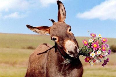 Video - A Donkey Sings: "I Love You, Human"