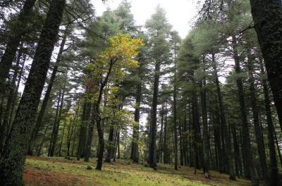 In Morocco: Drought Threatens Forests and Species of Animals