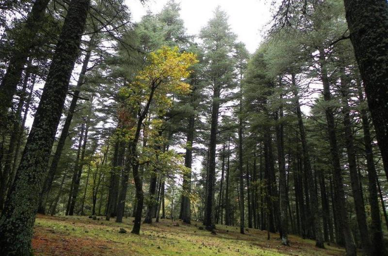 In Morocco: Drought Threatens Forests and Species of Animals