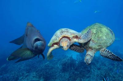 Turtle "Slaps" Fish: Humorous Underwater Photos