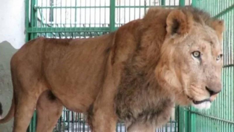 Warning: Escaped Lion Roaming the Streets of Tripoli