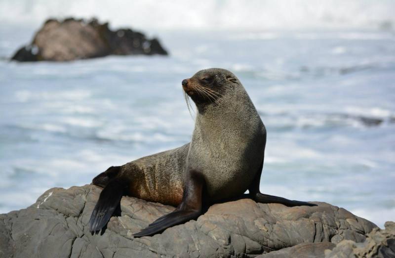 Rescuing Over 150 Seals on a Russian Island