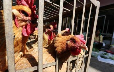 Bird Flu Infection in Chile Raises Scientist Concerns Over More Lethal Mutations
