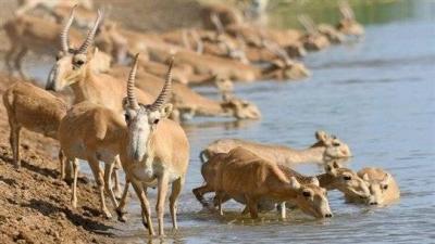 Has the Number of Animals on Earth Decreased?