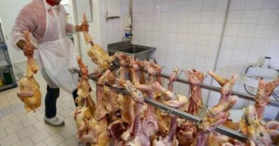 France Detects "Bird Flu" in Turkey Farm