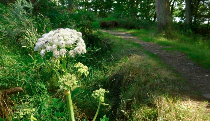 King's Herb: A Plant That Helps Slow Down Aging