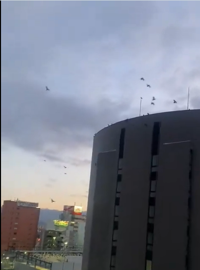 Crows Warned of Earthquake in Japan Shortly Before It Occurred