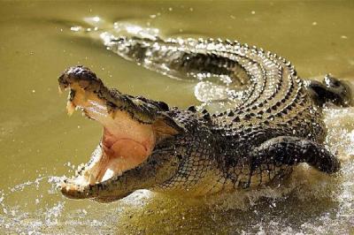 Video of Nile Crocodile Chase and Capture Ignites Social Media!
