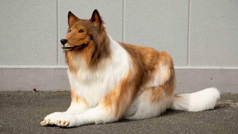 A Japanese Man Spends Thousands to Transform into a Dog!
