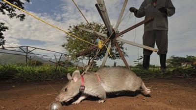 The Role of Rats in Mine Clearance in Karabakh