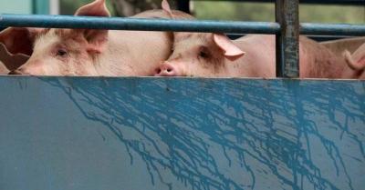 Hong Kong "Executes" 900 Pigs!