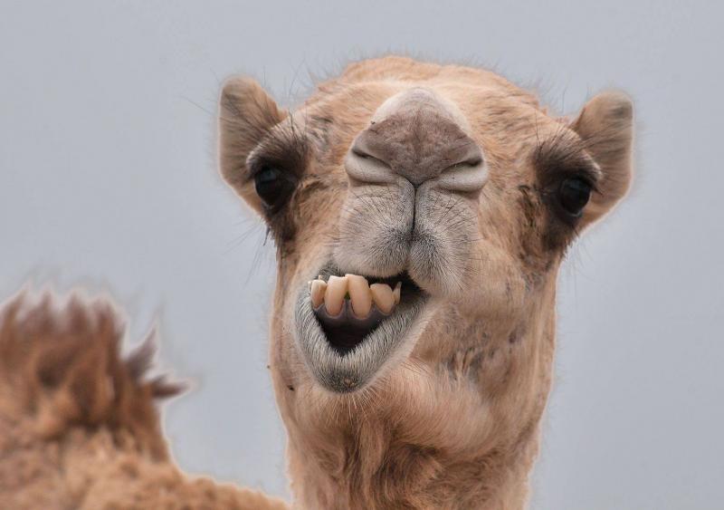 Camel Kicks Child in Front of His Father While Drinking Its Milk - Video