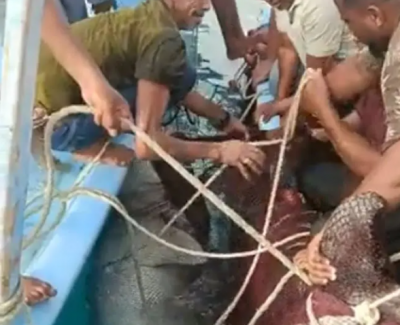 Shark Attacks Russian Tourist in Hurghada