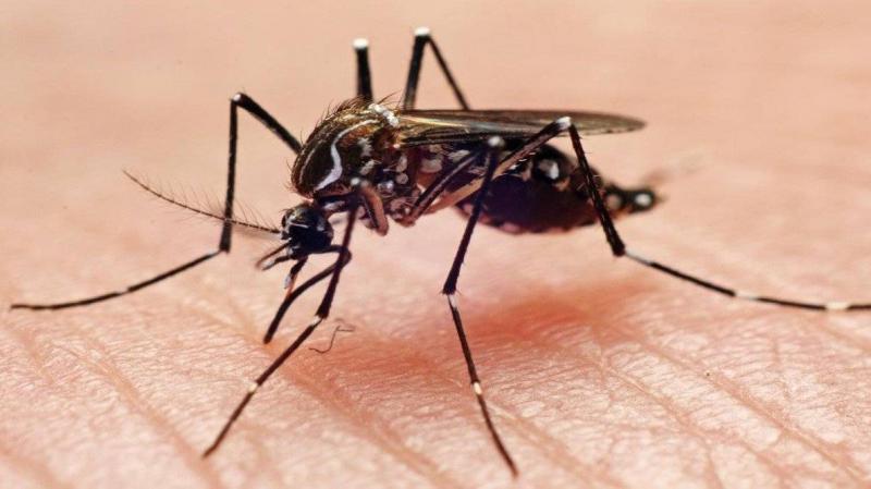 Rise in Dengue Fever Incidence Worldwide