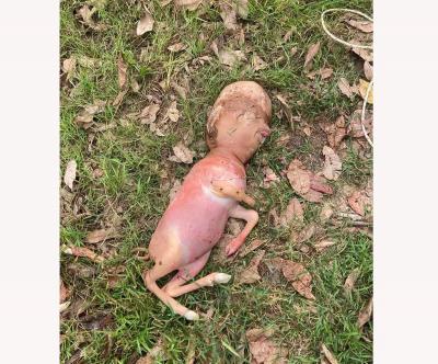 Title: Birth of an Animal with a Human-Like Head in Thailand