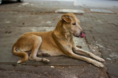 Shocking Video of Egyptian Man Hanging a Dog Mercilessly