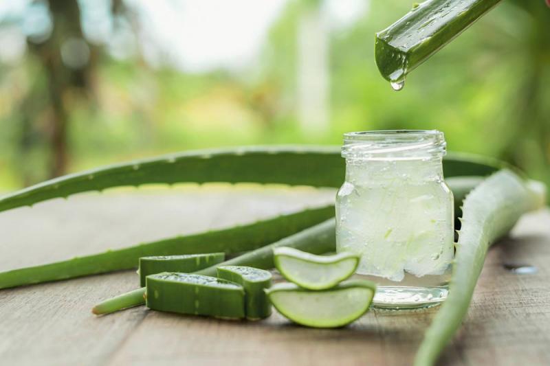 Protecting Gums: Discover the Benefits of Aloe Vera