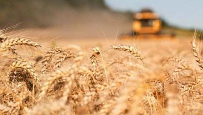 Russian Wheat Continues Weekly Gains