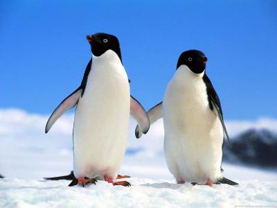Title: Pale "Gentoo" Penguin Relaxing in the Southern Continent (Video)