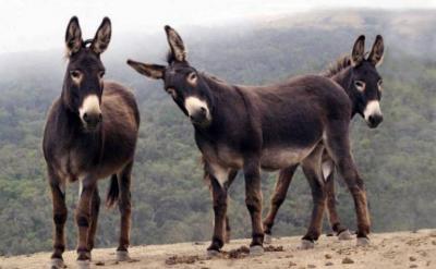 Gang Stealing Donkeys and Selling their Meat to a Restaurant in Iraq