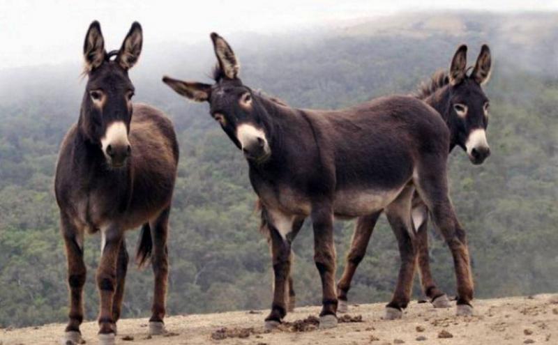 Gang Stealing Donkeys and Selling their Meat to a Restaurant in Iraq