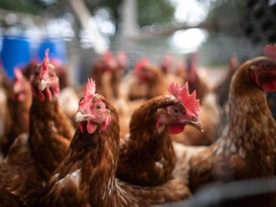 Title: Belgium Announces Avian Influenza Outbreak