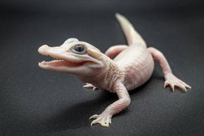 Rare Phenomenon: White Alligator Born in Park! (Video)