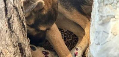 Title: Arrest Following Animal Cruelty Incident