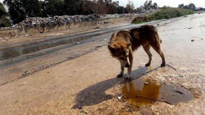 Baalbek Hosts Shelter for Stray Dogs