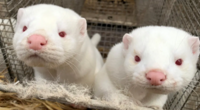 Finland Executes Mink Due to Influenza