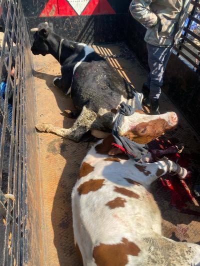 Israeli Artillery Shelling Targets Livestock Farm in the Wazzani Area