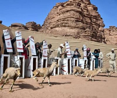 Release of 132 Wildlife Species in Saudi Arabia's NEOM Reserve