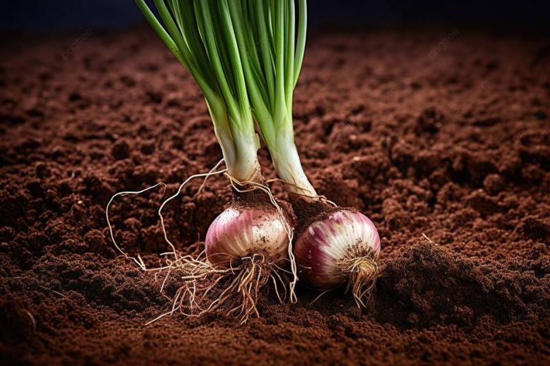 Health Benefits of Raw Onion
