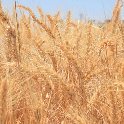Tunisia Purchases Around 50,000 Tons of Hard Wheat