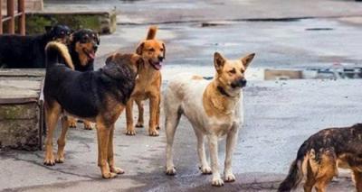 Victims: 19, Including Children - A Dog Causes Panic in an Egyptian Village