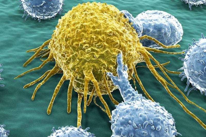 Scientists Announce Discovery of Key to Destroy Cancer Cells