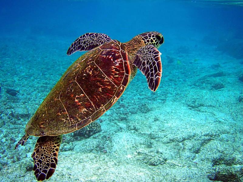 9 Dead Due to Sea Turtle Meat