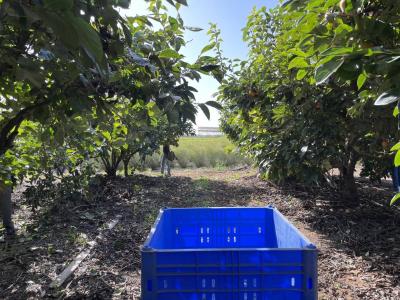 Hezbollah Takes Major Israeli Fruit Packing Factory Out of Operation