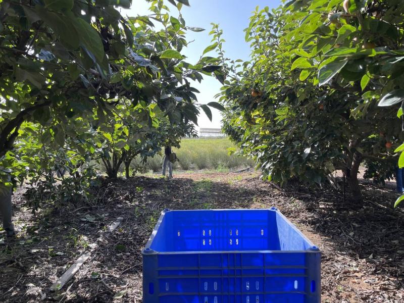 Hezbollah Takes Major Israeli Fruit Packing Factory Out of Operation