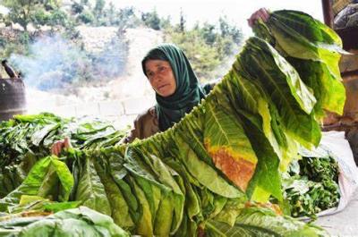 "Rejiy" Begins Receiving Tobacco Crops in the South