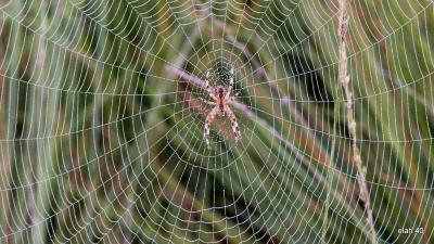 "Spider Nest" in a Woman's Ear
