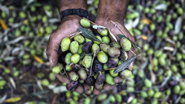 Olive Farmers in Gaza Complain: 